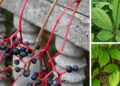 How to Tell the Difference Between the Poisonous Virginia Creeper and the Healthy American Ginseng