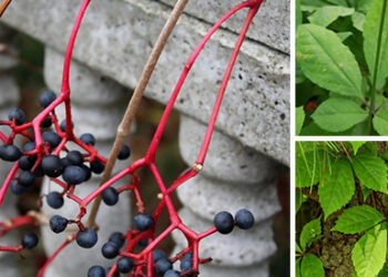 How to Tell the Difference Between the Poisonous Virginia Creeper and the Healthy American Ginseng