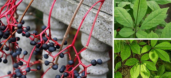 How to Tell the Difference Between the Poisonous Virginia Creeper and the Healthy American Ginseng