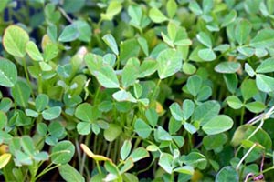 How to Lower Your Blood Sugar Levels with Fenugreek