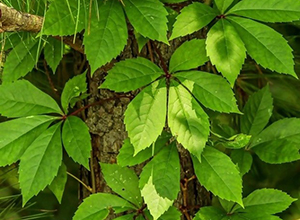 How to Tell the Difference Between the Poisonous Virginia Creeper and the Healthy American Ginseng