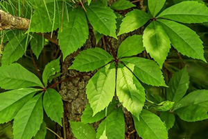 How to Tell the Difference Between the Poisonous Virginia Creeper and the Healthy American Ginseng