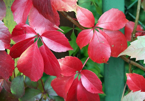 How to Tell the Difference Between the Poisonous Virginia Creeper and the Healthy American Ginseng