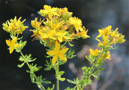 5 Forbidden Remedies That Should Be Legal - St. John's Wort