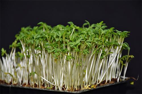 Microgreens: The Most Nutritious Indoor Food Source x1