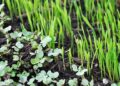 Microgreens: The Most Nutritious Indoor Food Source - Cover 2