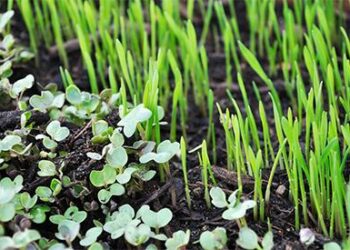 Microgreens: The Most Nutritious Indoor Food Source - Cover 2