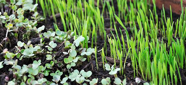 Microgreens: The Most Nutritious Indoor Food Source - Cover 2