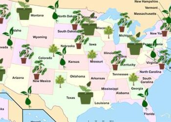 The States with the Most Medicinal Plants - Do You Live in One of Them