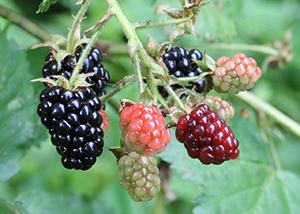 The States with the Most Medicinal Plants - Do You Live in One of Them - Blackberries