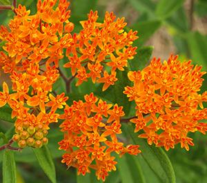 The States with the Most Medicinal Plants - Do You Live in One of Them - ButterflyWeed