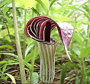 The States with the Most Medicinal Plants - Do You Live in One of Them - Jack-in-the-Pulpit
