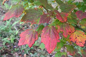 The States with the Most Medicinal Plants - Do You Live in One of Them - Maple