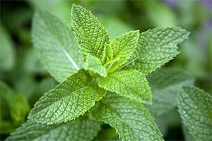 The States with the Most Medicinal Plants - Do You Live in One of Them - Mint