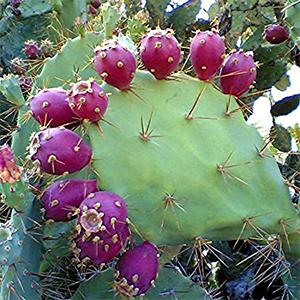 The States with the Most Medicinal Plants - Do You Live in One of Them - Prickly Pear Cactus