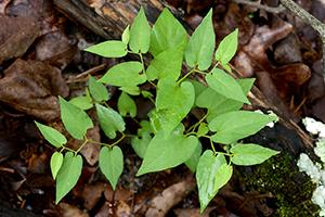 The States with the Most Medicinal Plants - Do You Live in One of Them - Snake Root