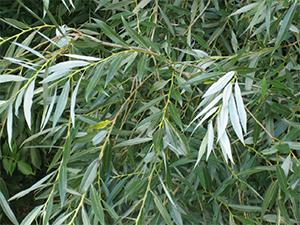 The States with the Most Medicinal Plants - Do You Live in One of Them - White Willow