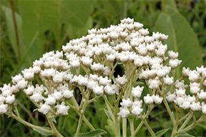 The States with the Most Medicinal Plants - Do You Live in One of Them -Wild Quinine