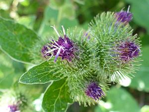 The States with the Most Medicinal Plants - Do You Live in One of Them1 - Burdock