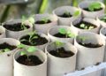 Grow Your Own Toilet Paper