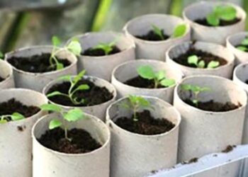 Grow Your Own Toilet Paper