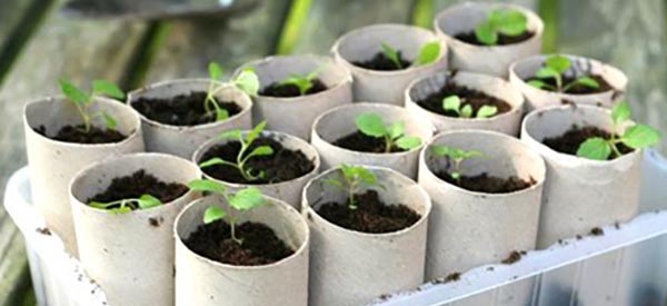 Grow Your Own Toilet Paper