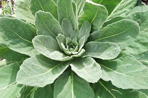 Toilet Paper-Natural Plant Options Mullein-pic