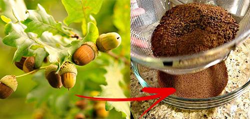 6 Backyard Plants You Can Turn Into Bread - Acorn