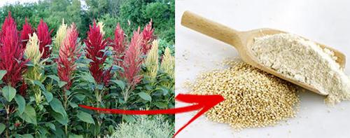 6 Backyard Plants You Can Turn Into Bread - Amaranth