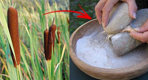 6 Backyard Plants You Can Turn Into Bread - Cattails