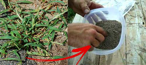 6 Backyard Plants You Can Turn Into Bread - Crab Grass