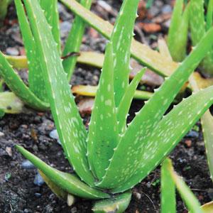 Aloe Vera - $0 Alternatives to Pain Meds