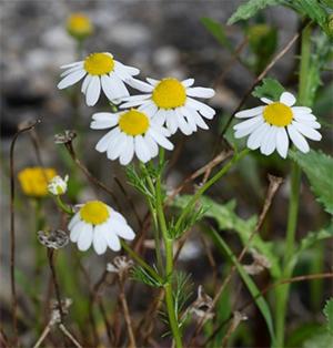 Chamomile - $0 Alternatives to Pain Meds