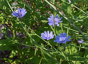 Chicory - $0 Alternatives to Pain Meds