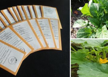 How to Properly Harvest Seeds and Get a Sustainable Food Source Year Round - Cover