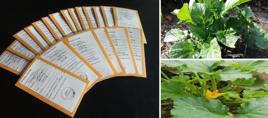 Harvesting Seeds How to Properly Harvest Seeds and Get a Sustainable Food Harvesting Seeds How to Properly Harvest Seeds and Get a Sustainable Food