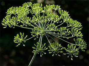 Dill - $0 Alternatives to Pain Meds