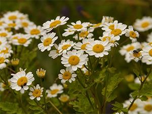 Feverfew - $0 Alternatives to Pain Meds