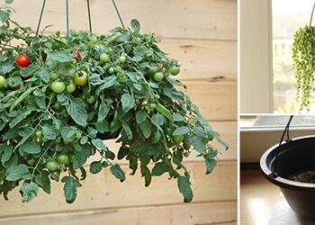 How To Grow Suspended Food Indoors - Cover 3rd