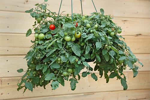 How To Grow Suspended Food Indoors6