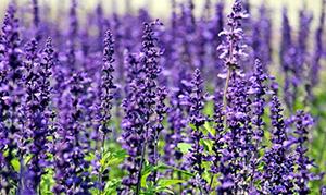 Lavender - $0 Alternatives to Pain Meds