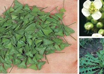 Shepherd’s Purse Hidden Secret - Cover1