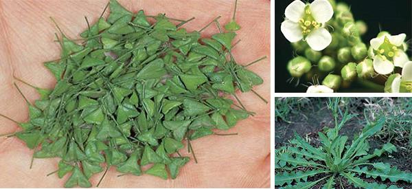 Shepherd’s Purse Hidden Secret - Cover1