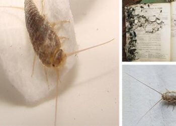 Watch Out for These Toilet Paper Eating Bugs - Cover2