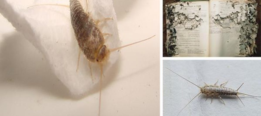 what are paper eating insects