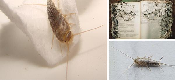 Watch Out for These Toilet Paper Eating Bugs - Cover2