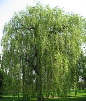 White WIllow - $0 Alternatives to Pain Meds