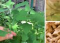 How To Make Your Immune System Stronger - Cover1