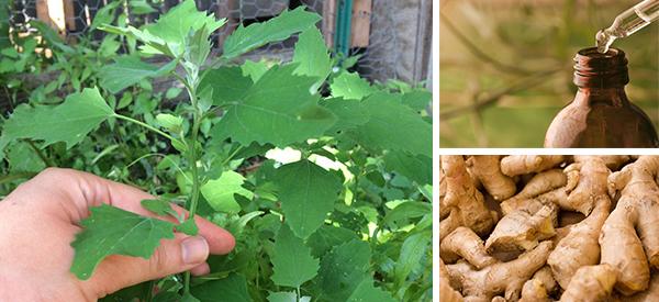 How To Make Your Immune System Stronger - Cover1