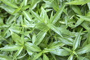The Natural Remedies Thought to Help People with Covid-19